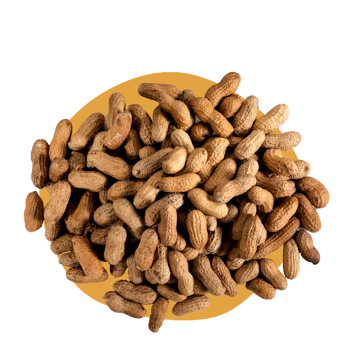 Arachides coques grillées 11/13